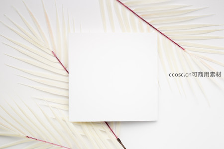棕榈叶衬托空白卡片