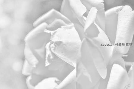 黑白玫瑰花瓣特写