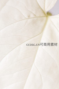 白色叶片脉络的细腻微距特写