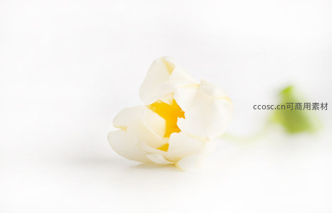 洁白郁金香绽放，花瓣柔美如丝