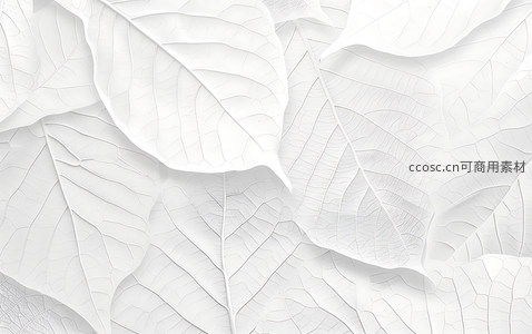 纯白叶片纹理，简约艺术背景