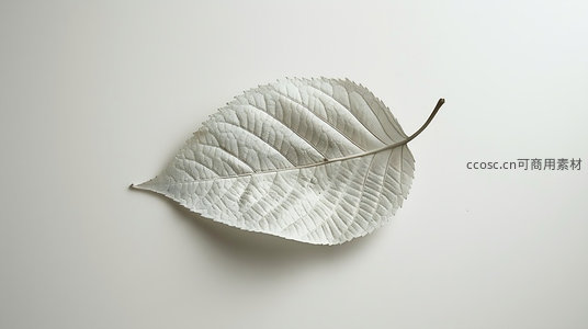 单片银白叶脉清晰，极简背景凸显自然纹理