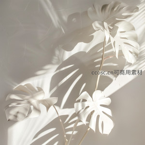 光影中的龟背竹叶片，静谧而优雅