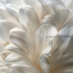 纯白花瓣层层叠叠，如丝绸般柔美细腻