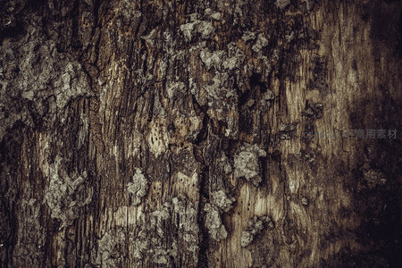 深色木板上苔藓生长的微观世界