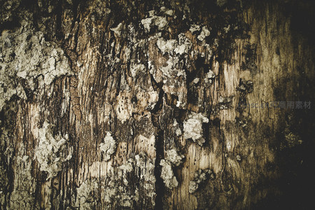 阳光洒落的旧木板与白色地衣共生图