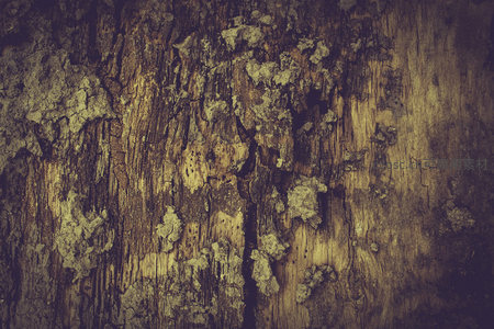 复古滤镜下的老木头与苔藓肌理特写