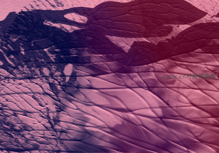 紫红裂纹肌理特写图