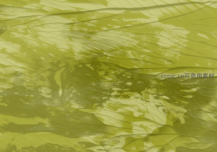 绿叶脉络的微观世界