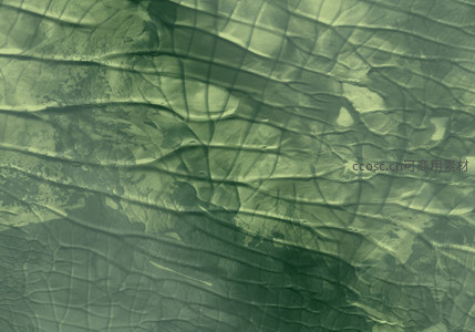深绿叶脉的静谧之美