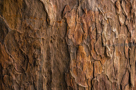 粗糙树皮微距特写纹理