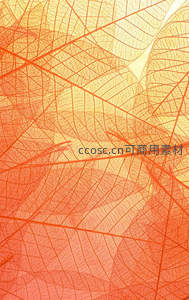 橙红透光叶脉的微观艺术