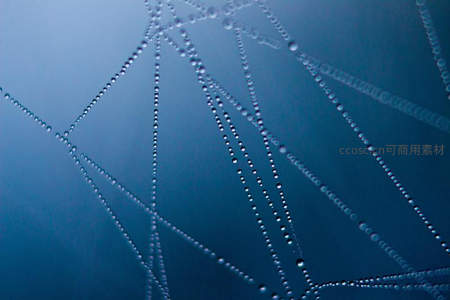 晨露点缀的蛛网微距特写