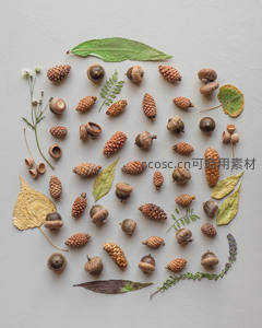 秋日自然物语：松果橡果与落叶的静谧组合