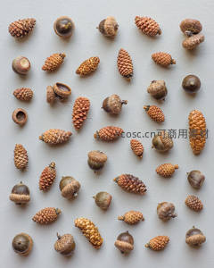 大地馈赠：散落的松果与橡果特写合集