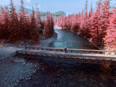 粉红森林中的木桥行人