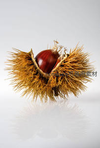 刺壳裂开露出饱满红栗子特写