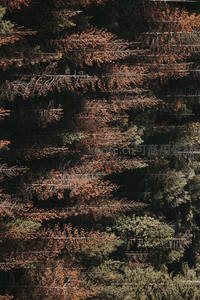 俯瞰秋日森林枝叶交错纹理