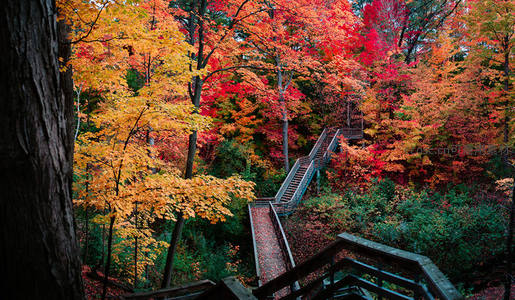 蜿蜒木梯穿梭于五彩斑斓的秋林