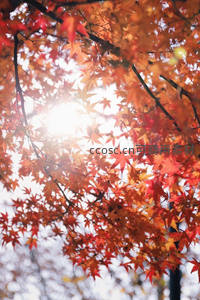 阳光穿透绚烂枫叶林间光影