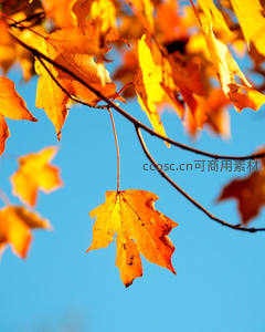 单片枫叶迎光绽放，金黄透亮如琥珀