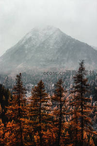 雾霭山峦与橙红针叶林，秋冬交替的壮丽画卷