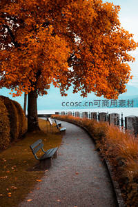 秋日湖畔小径，金叶如盖，静谧悠然