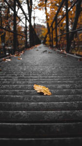 石阶独叶飘零，秋意深浓，幽径通幽