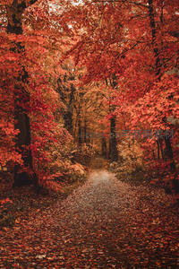 秋日林间小径，落叶铺就的红色地毯