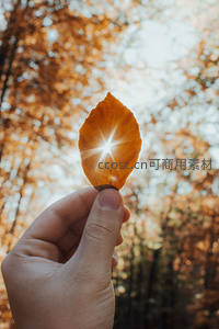 掌心秋叶透光，捕捉阳光的金色瞬间