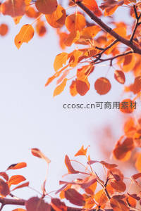 秋阳下的枫叶特写