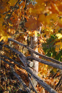 木栅栏旁秋叶斑驳光影