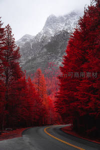 红杉夹道蜿蜒公路，雪山为幕，奇幻秋景如梦似幻
