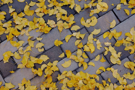 银杏叶洒落石板路，金黄扇形叶片铺就秋日地毯