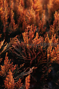 暖色调针叶特写，秋日枝头的细腻纹理