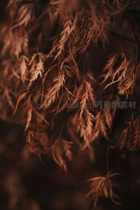 枯叶垂枝：暗调秋韵的纹理美