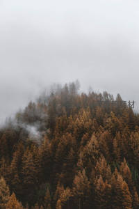 云雾缭绕的秋日山林，层林尽染如画卷