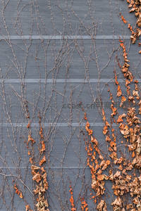 枯藤攀墙残叶落，灰色墙面秋意浓