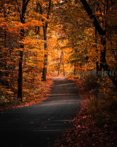 秋日林间小径，落叶铺就金色长廊