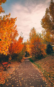 秋日小径：金黄树叶与长椅点缀的宁静公园