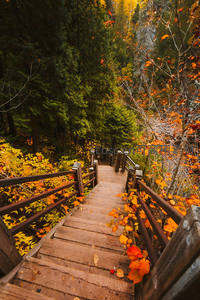 秋林栈道：木质阶梯引领深入斑斓山谷秘境