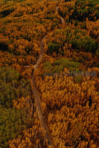秋日森林航拍蜿蜒小路