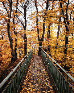 金色秋林中的木桥，落叶铺就的通道