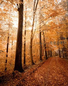 金色林间小径：阳光穿透秋日森林的静谧画卷