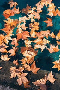 秋叶浮水如画，静谧诗意