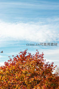 彩叶映蓝天，飞鸟掠过秋树梢