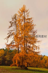 孤树傲立秋野，金黄针叶映衬暮色天空