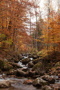 溪流穿行于彩林之间，秋叶映衬潺潺流水如诗如画