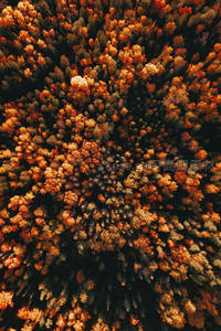 航拍秋林如火焰铺展