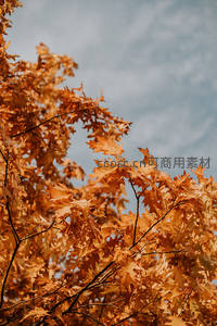 金黄橡叶迎风摇曳